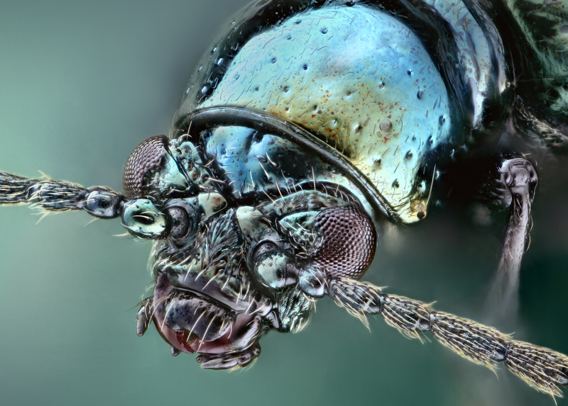 Illustration for article titled Some of the Most Gorgeous Macrophotography We've Seen in Ages